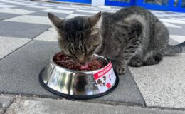 TREPAŞ’TA CAN DOSTLARIMIZIN YANINDA