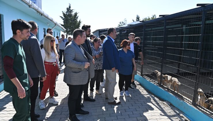 Süleymanpaşa Belediyesinden Sokak Kedilerine Şefkat Eli