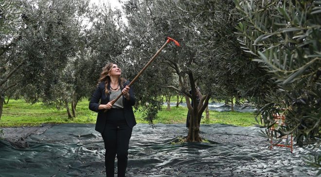 BÜYÜKŞEHİR’DEN ZEYTİN ÜRETİCİLERİNE CANDAN DESTEK