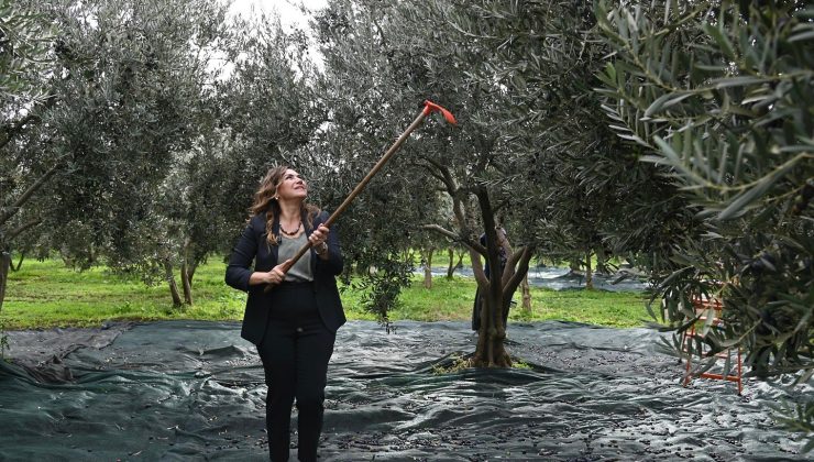 BÜYÜKŞEHİR’DEN ZEYTİN ÜRETİCİLERİNE CANDAN DESTEK