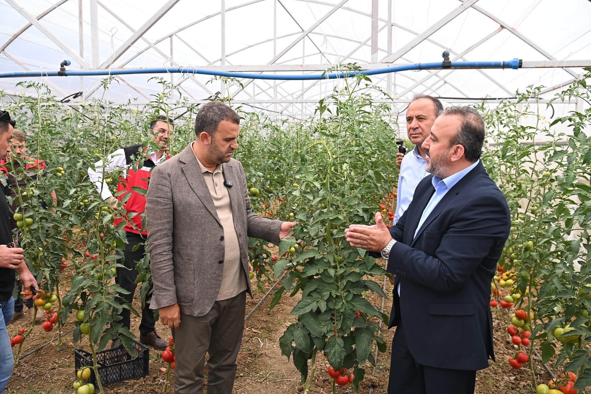 Süleymanpaşa Belediyesi Seralarında İlk Hasat Heyecanı